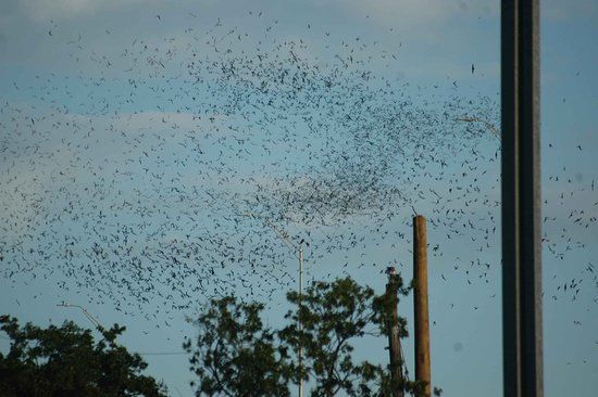 Bats in Round Rock